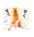 柴犬ぽぽちゃん③弾（個別スタンプ：20）