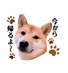 柴犬ぽぽちゃん③弾（個別スタンプ：21）