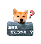 柴犬ぽぽちゃん③弾（個別スタンプ：22）