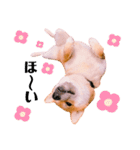 柴犬ぽぽちゃん③弾（個別スタンプ：24）