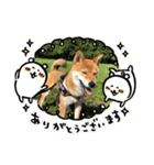 柴犬林檎のスタンプ（個別スタンプ：1）