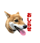 柴犬林檎のスタンプ（個別スタンプ：3）
