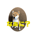 柴犬林檎のスタンプ（個別スタンプ：5）