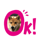 柴犬林檎のスタンプ（個別スタンプ：6）