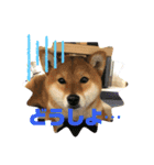 柴犬林檎のスタンプ（個別スタンプ：8）