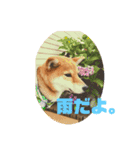 柴犬林檎のスタンプ（個別スタンプ：9）