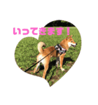 柴犬林檎のスタンプ（個別スタンプ：10）