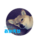 柴犬林檎のスタンプ（個別スタンプ：11）