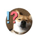 柴犬林檎のスタンプ（個別スタンプ：14）
