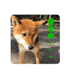 柴犬林檎のスタンプ（個別スタンプ：15）