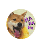 柴犬林檎のスタンプ（個別スタンプ：16）