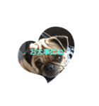 続・パグ的生活。（個別スタンプ：3）