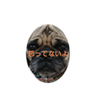 続・パグ的生活。（個別スタンプ：5）