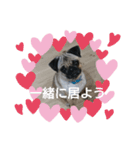 続・パグ的生活。（個別スタンプ：6）