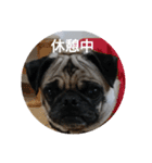 続・パグ的生活。（個別スタンプ：9）