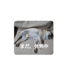 続・パグ的生活。（個別スタンプ：10）