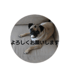 続・パグ的生活。（個別スタンプ：13）