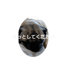 続・パグ的生活。（個別スタンプ：14）
