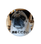 続・パグ的生活。（個別スタンプ：15）