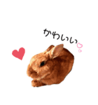 キュートラッキーちゃん（個別スタンプ：1）