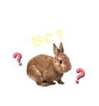 キュートラッキーちゃん（個別スタンプ：8）