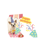 日常スタン部！愛犬きくの日常スタンプ2（個別スタンプ：1）