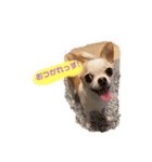日常スタン部！愛犬きくの日常スタンプ2（個別スタンプ：2）