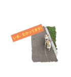 日常スタン部！愛犬きくの日常スタンプ2（個別スタンプ：4）