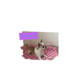 日常スタン部！愛犬きくの日常スタンプ2（個別スタンプ：5）