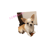日常スタン部！愛犬きくの日常スタンプ2（個別スタンプ：7）