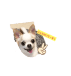 日常スタン部！愛犬きくの日常スタンプ2（個別スタンプ：8）