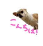 日常スタン部 愛犬きくのスタンプ3（個別スタンプ：2）