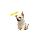 日常スタン部 愛犬きくのスタンプ3（個別スタンプ：3）