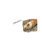 日常スタン部 愛犬きくのスタンプ3（個別スタンプ：4）