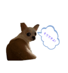 日常スタン部 愛犬きくのスタンプ3（個別スタンプ：6）