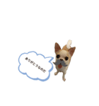 日常スタン部 愛犬きくのスタンプ3（個別スタンプ：7）