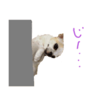 日常スタン部 愛犬きくのスタンプ3（個別スタンプ：8）