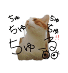 にゃんばシリーズ2（個別スタンプ：1）