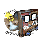 にゃんばシリーズ2（個別スタンプ：4）