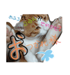 にゃんばシリーズ2（個別スタンプ：5）