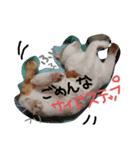 にゃんばシリーズ2（個別スタンプ：7）