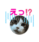 こもじろう♪4（個別スタンプ：5）