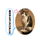 こもじろう♪4（個別スタンプ：8）