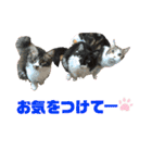 こもじろう♪4（個別スタンプ：13）