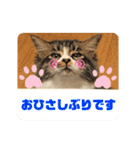 こもじろう♪4（個別スタンプ：16）
