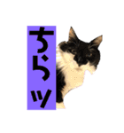 こもじろう♪4（個別スタンプ：20）