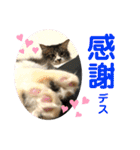 こもじろう♪4（個別スタンプ：23）