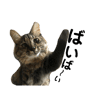 猫 stamp（個別スタンプ：1）