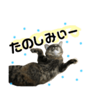猫 stamp（個別スタンプ：2）