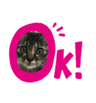 猫 stamp（個別スタンプ：4）